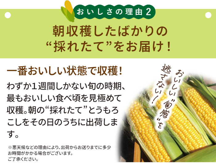 おいしさの理由2 朝収穫したばかりの”採れたて”をお届け！