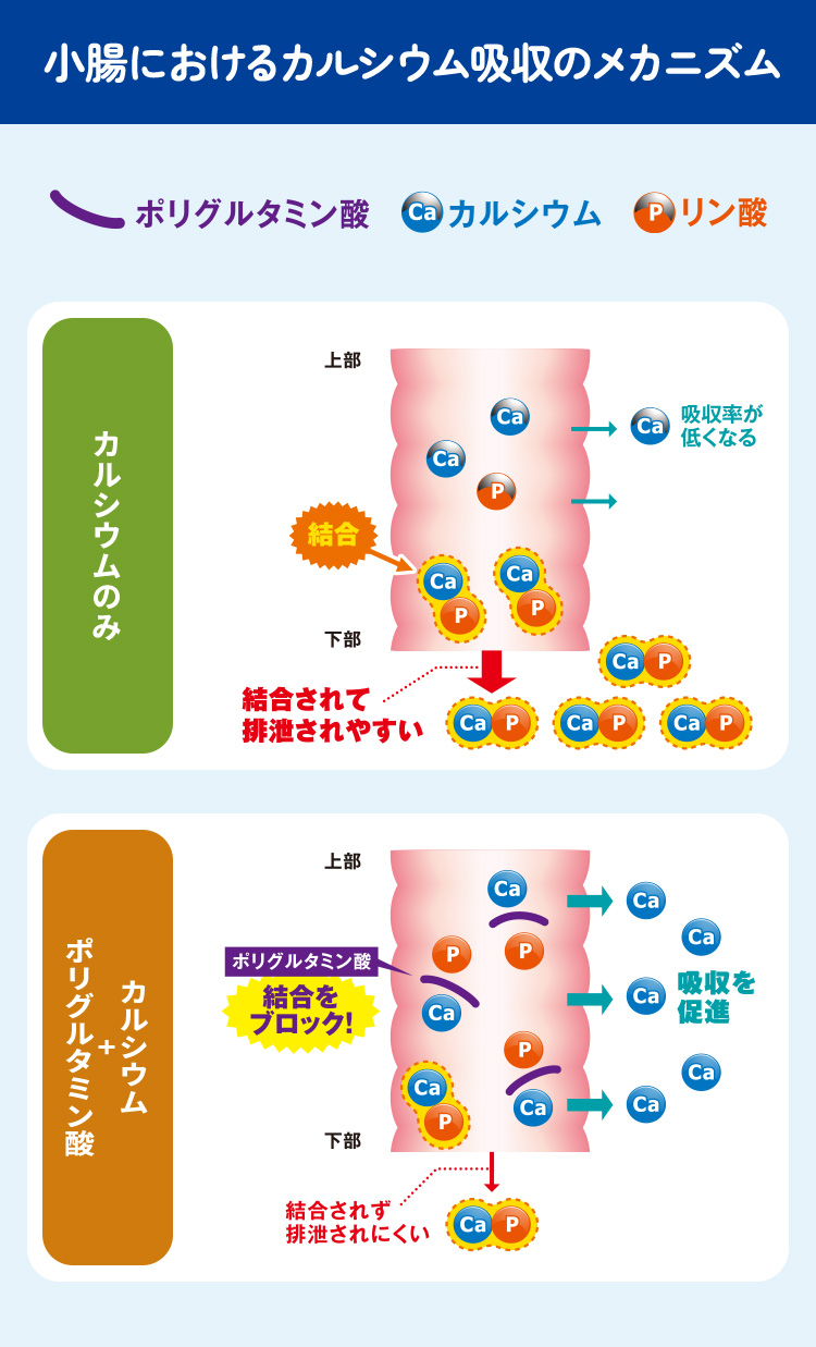 小腸におけるカルシウム吸収のメカニズム