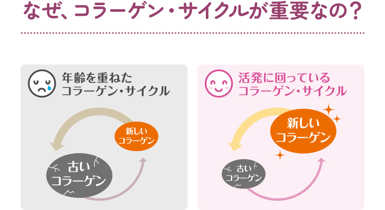 なぜ、コラーゲン・サイクルが重要なの？